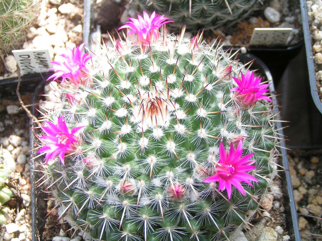 Mammillaria brauneana